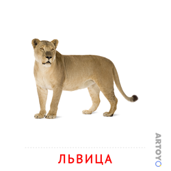 Карточка Домана Львица — А4