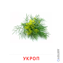 Карточка Домана Укроп — А4