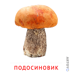 Карточка Домана Карточка Домана «Подосиновик»