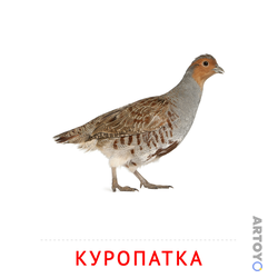 Куропатка — карточка Домана для распечатки