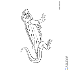 Туатара — раскраска для распечатки