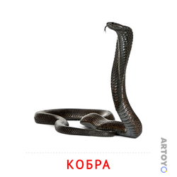 Карточки Домана для детей на тему «Животные: карточка Домана Кобра