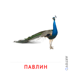 Карточка Домана Павлин, чёрно-белый контур