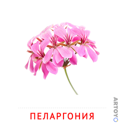 Карточка Домана Пеларгония — А4
