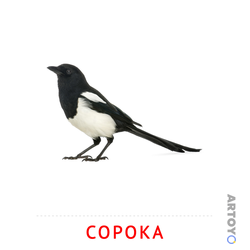 Карточки Домана на тему «Птицы: карточка Домана Сорока