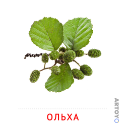 Карточка Домана Ветка ольхи