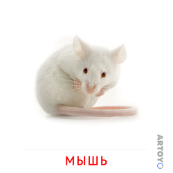 Карточка Домана Мышь — А4