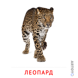 Карточка Домана Леопард — А4