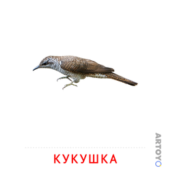 Кукушка — карточка Домана для распечатки