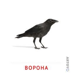 Карточка Домана «Ворона» из категории Карточки Домана на тему «Птицы