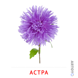 Карточки Домана на тему «Цветы: карточка Домана Астра