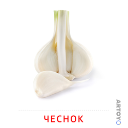 Карточки Домана на тему «Овощи и травы: карточка Домана Чеснок