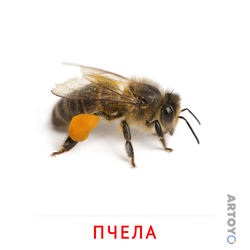 Карточка Домана Пчела — А4