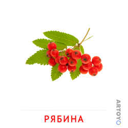 Рябина — карточка Домана для распечатки
