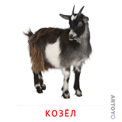 Козёл — карточка Домана для распечатки