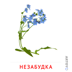 Незабудка — карточка Домана для распечатки