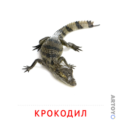 Карточка Домана «Крокодил» из категории Карточки Домана для детей на тему «Животные