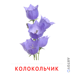 Карточка Домана «Колокольчик» из категории Карточки Домана на тему «Цветы