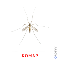 Карточка Домана Комар — А4
