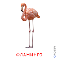 Карточки Домана на тему «Птицы: карточка Домана Фламинго