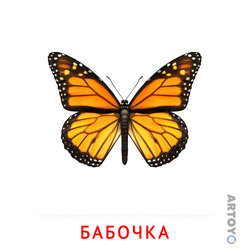 ​Карточки Домана на тему «Насекомые — картинки для печати