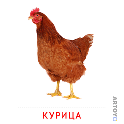 Карточка Домана Курица — А4