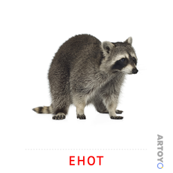 Карточка Домана Енот