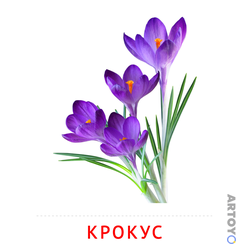 Карточка Домана Крокус, чёрно-белый контур