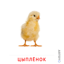 Карточки Домана на тему «Животные и их детеныши: карточка Домана Цыплёнок