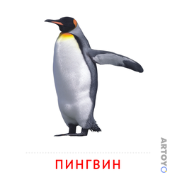 Карточка Домана «Пингвин» из категории Карточки Домана на тему «Птицы