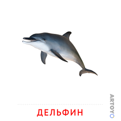 Карточка Домана Дельфин, чёрно-белый контур
