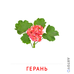 Карточка Домана Герань — А4