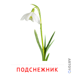 Карточки Домана на тему «Цветы: карточка Домана Подснежник
