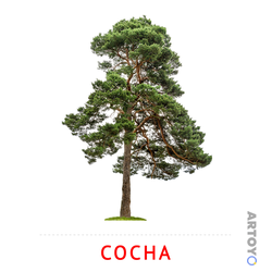 Карточка Домана Сосна, чёрно-белый контур