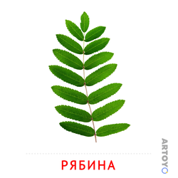 Карточка Домана Лист рябины — А4