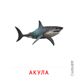 Карточка Домана Акула