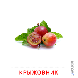 Карточки Домана для детей на тему «Фрукты и ягоды: карточка Домана Крыжовник