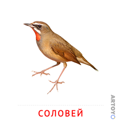 Карточка Домана Соловей — А4