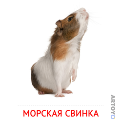 Карточка Домана Морская свинка
