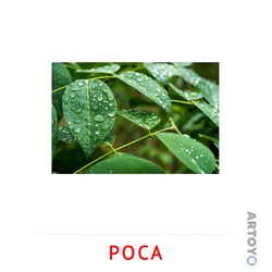 Карточка Домана Роса