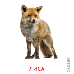 Карточка Домана Лиса — А4