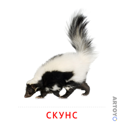 Карточка Домана Скунс — А4
