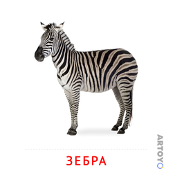Карточка Домана Зебра — А4