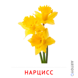 Нарцис — карточка Домана для распечатки
