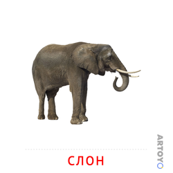Карточка Домана «Слон» из категории Карточки Домана для детей на тему «Животные