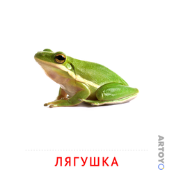 Карточка Домана Лягушка — А4