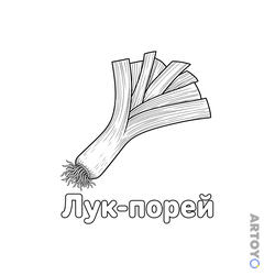 Лук-порей — раскраска для распечатки