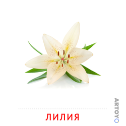 Карточка Домана «Лилия» из категории Карточки Домана на тему «Цветы