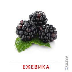 Карточка Домана «Ежевика» из категории Карточки Домана для детей на тему «Фрукты и ягоды