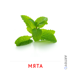 Карточка Домана «Мята» из категории Карточки Домана на тему «Овощи и травы